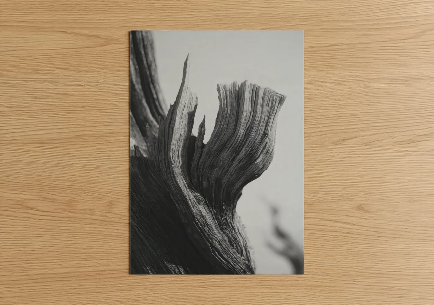 Desert Tree Black and White Nature Photography Wall Art