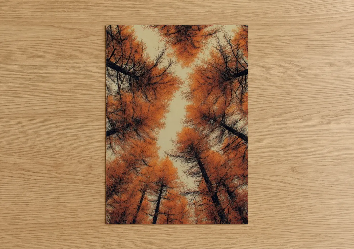 Autumn Forest Canopy Looking Up Wall Art