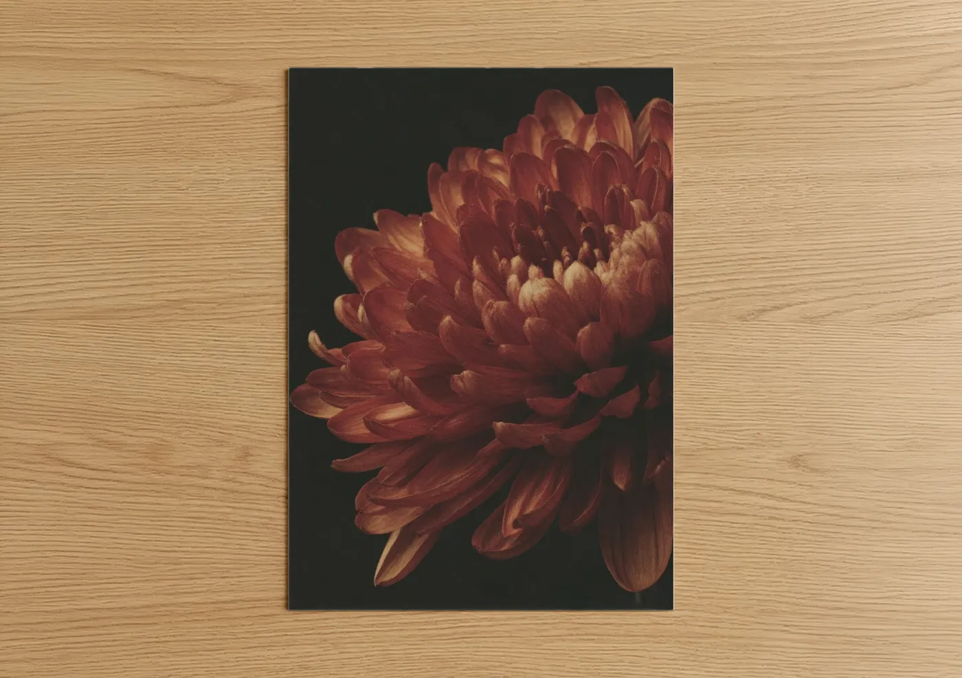 Chrysanthemum art print on warm oak wood — maroon and gold palette — Crimson Dahlia Bloom poster