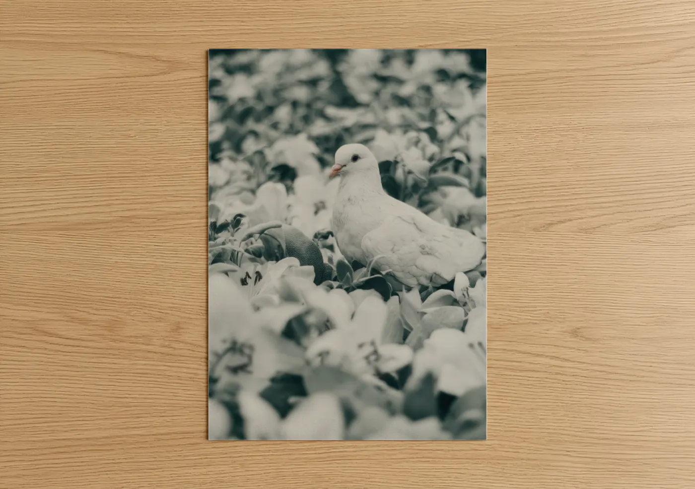Art print on warm oak wood — white and sage green palette — White Dove Garden poster