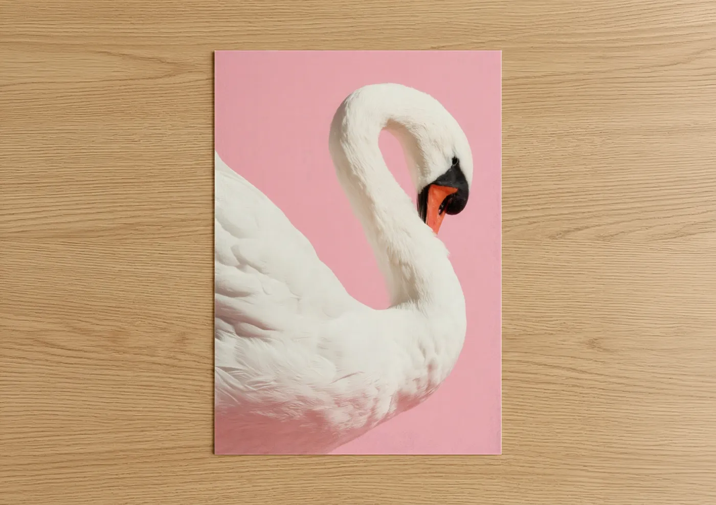 White Swan Pink Background Portrait Wall Art