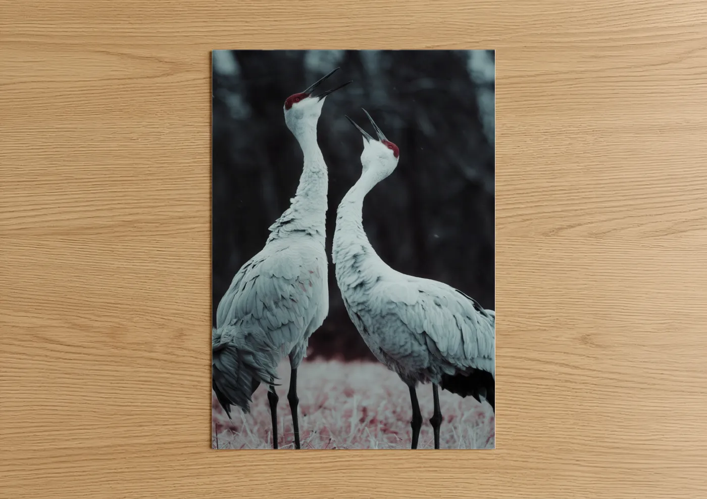 Snowy Crane Pair Winter Wildlife Wall Art