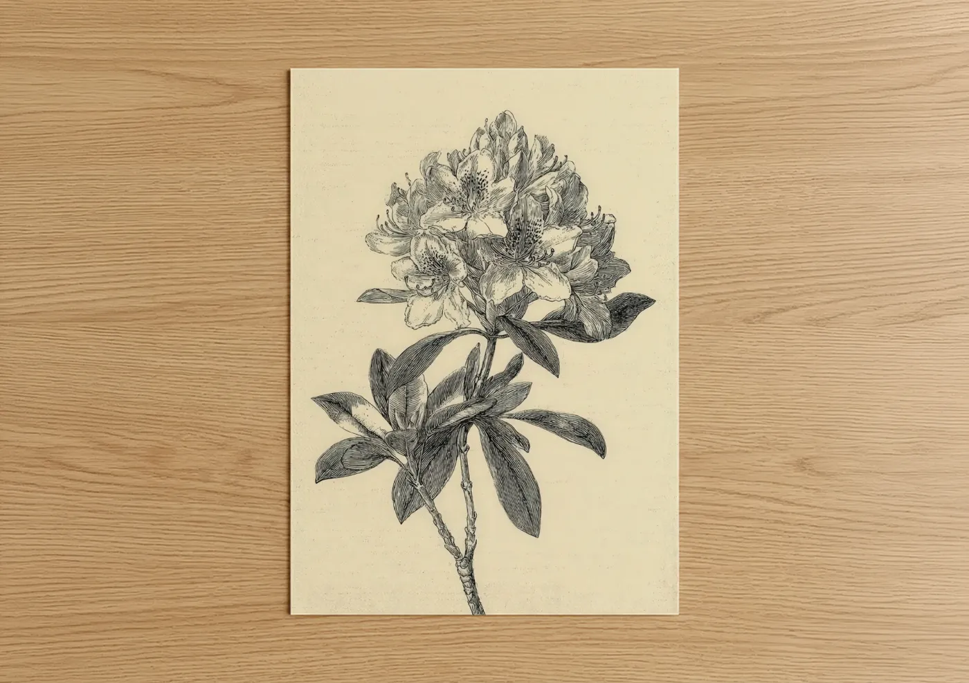 Art print on warm oak wood — black and white and cream palette — Botanical Rhododendron poster