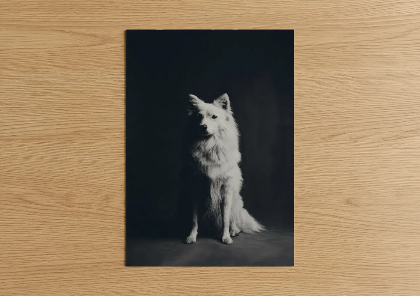 White Spitz Dog Portrait Studio Photography Wall Art