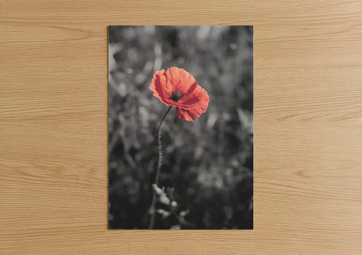 Vibrant Red Poppy Flower Photography Wall Art
