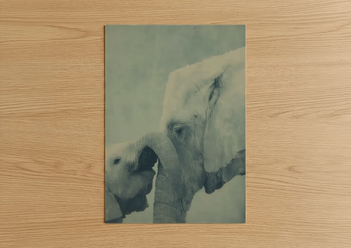 Snowy Elephant Pair Wildlife Wall Art