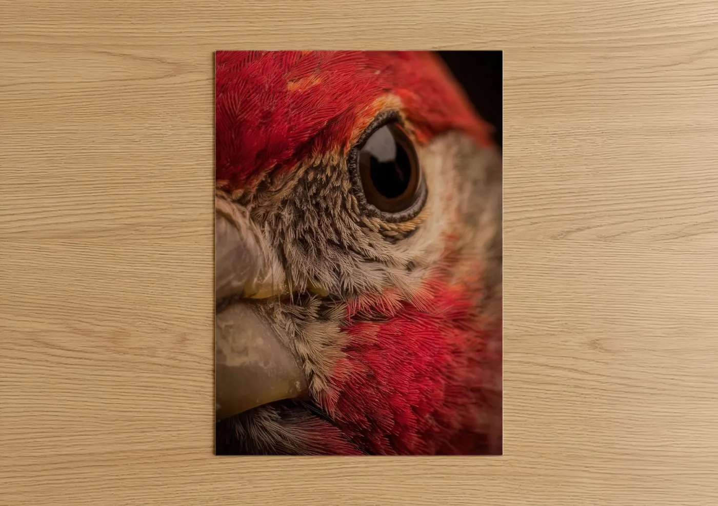 Art print on warm oak wood — red and gold palette — Crimson Finch Portrait poster