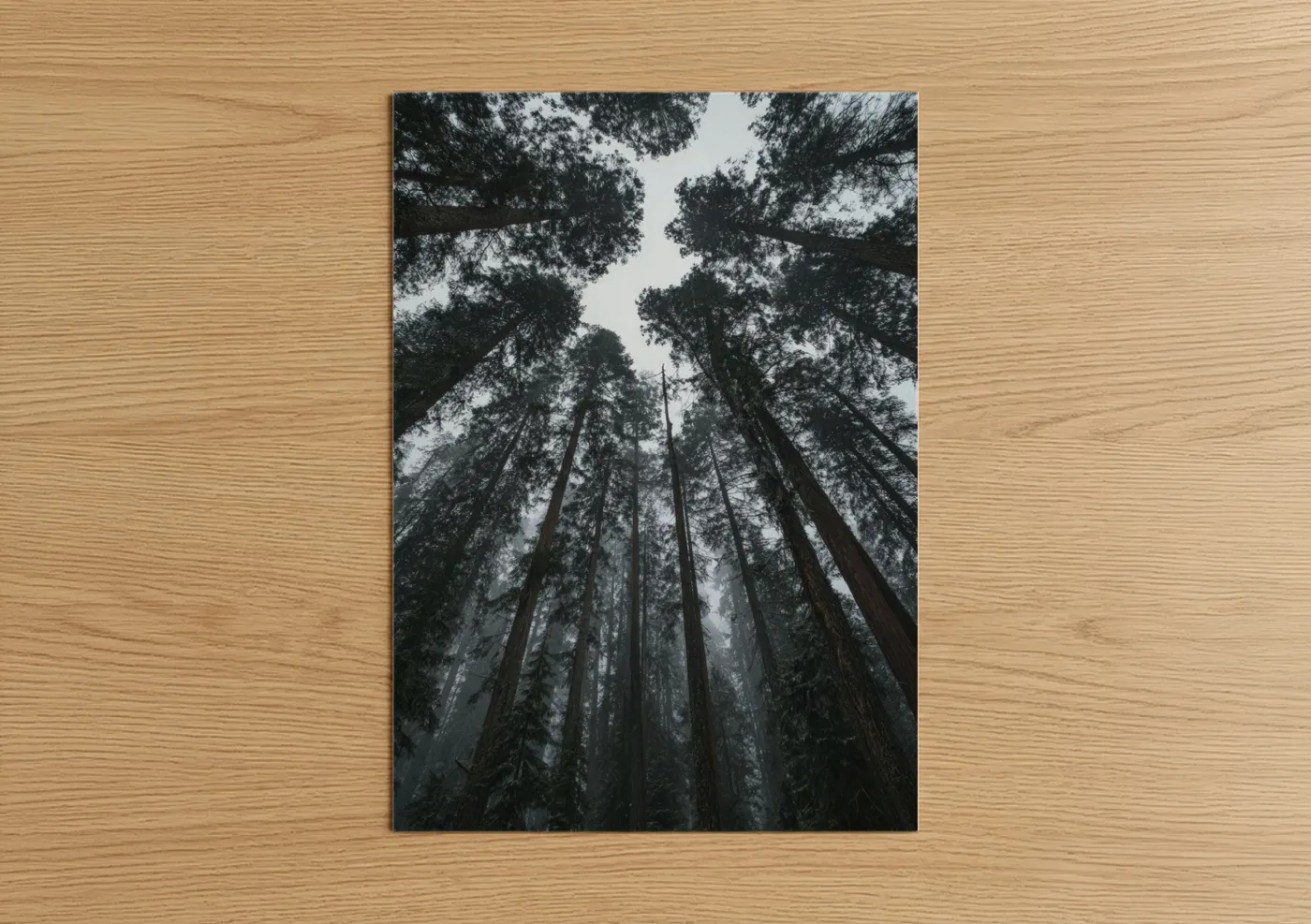 Forest trees art print on warm oak wood — gray and black and white palette — Misty Forest Giants poster