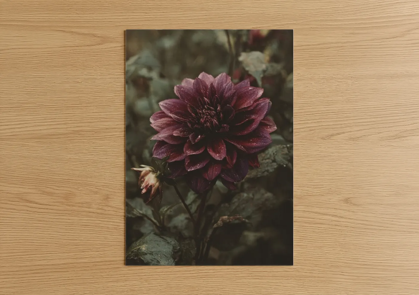 Crimson Dahlia Bloom Nature Photography Wall Art