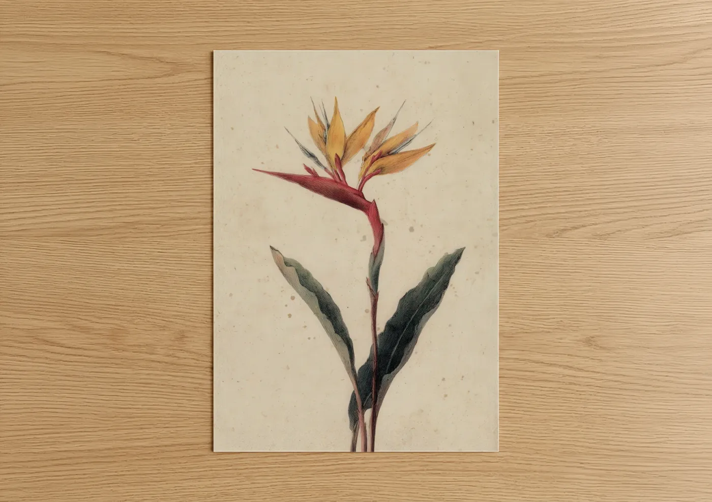Tropical Bird of Paradise Botanical Art Wall Art