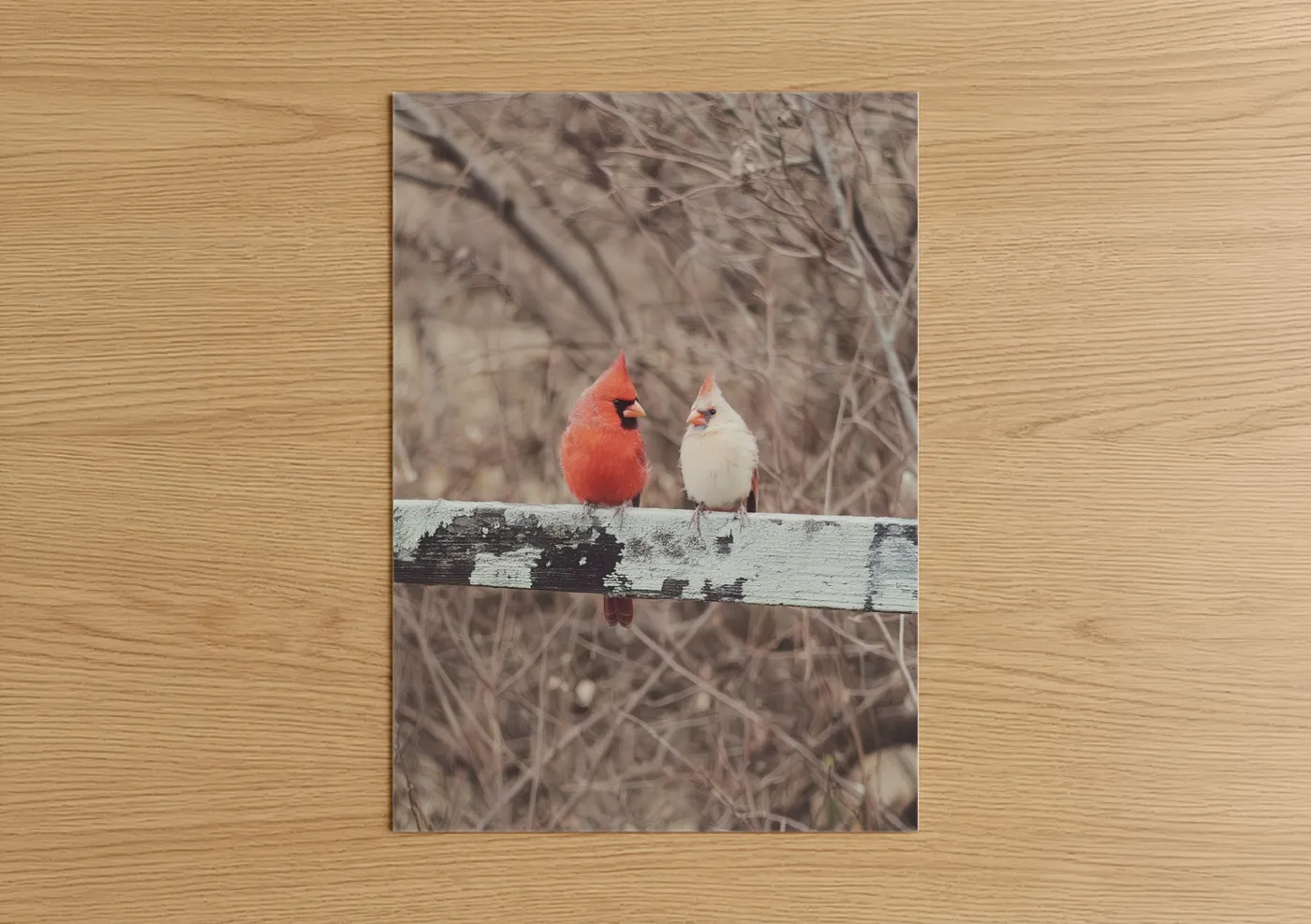 Red Cardinal White Cardinal Winter Pair Wall Art