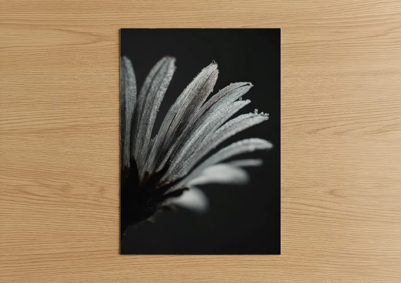 Frosted Daisy Black White Fine Wall Art