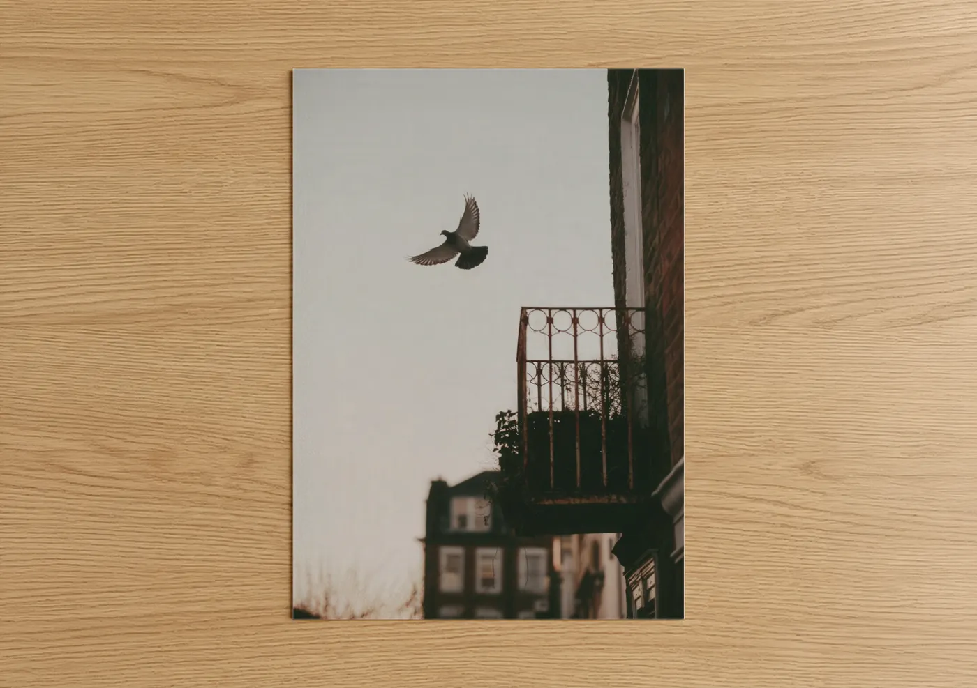 Urban Pigeon Flight Over City Balcony Wall Art