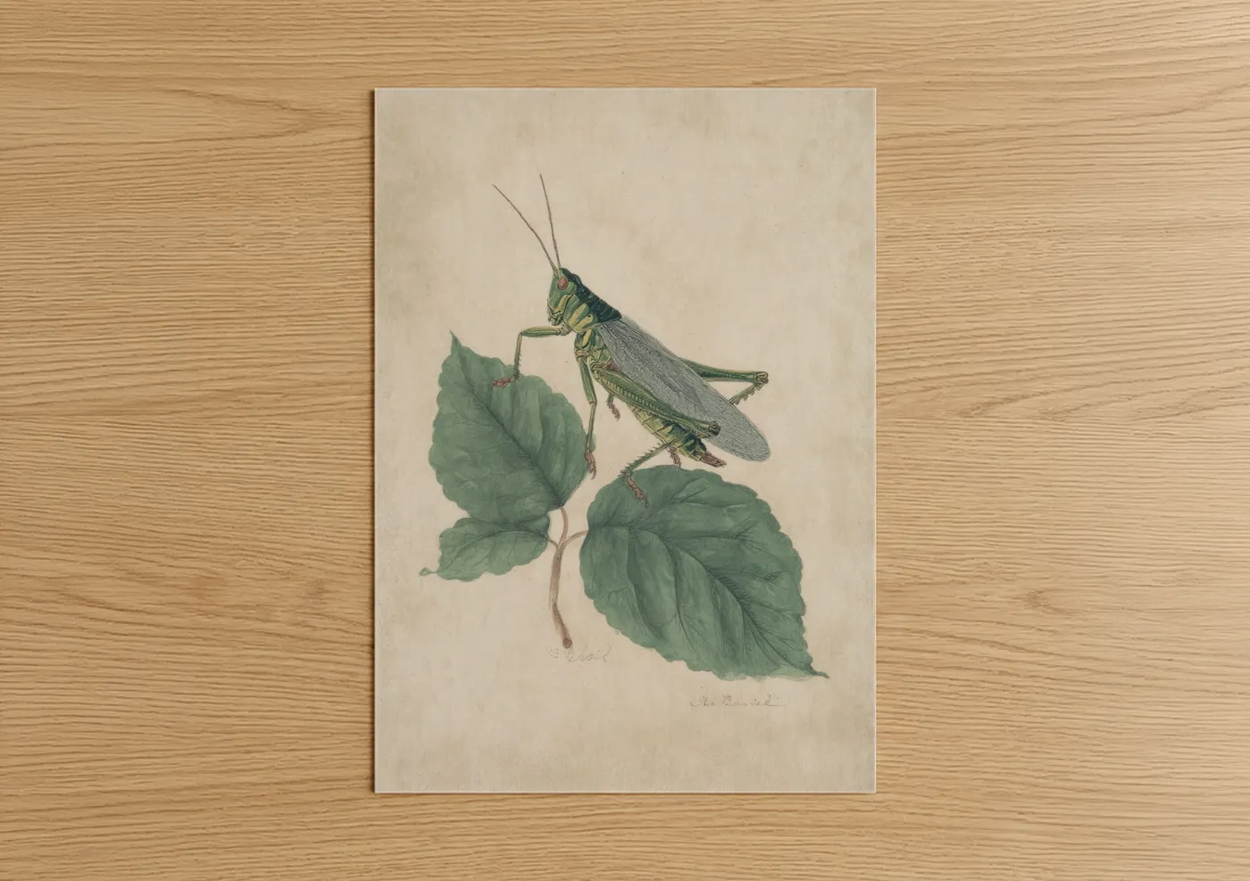 Art print on warm oak wood — light green and cream palette — Garden Grasshopper poster