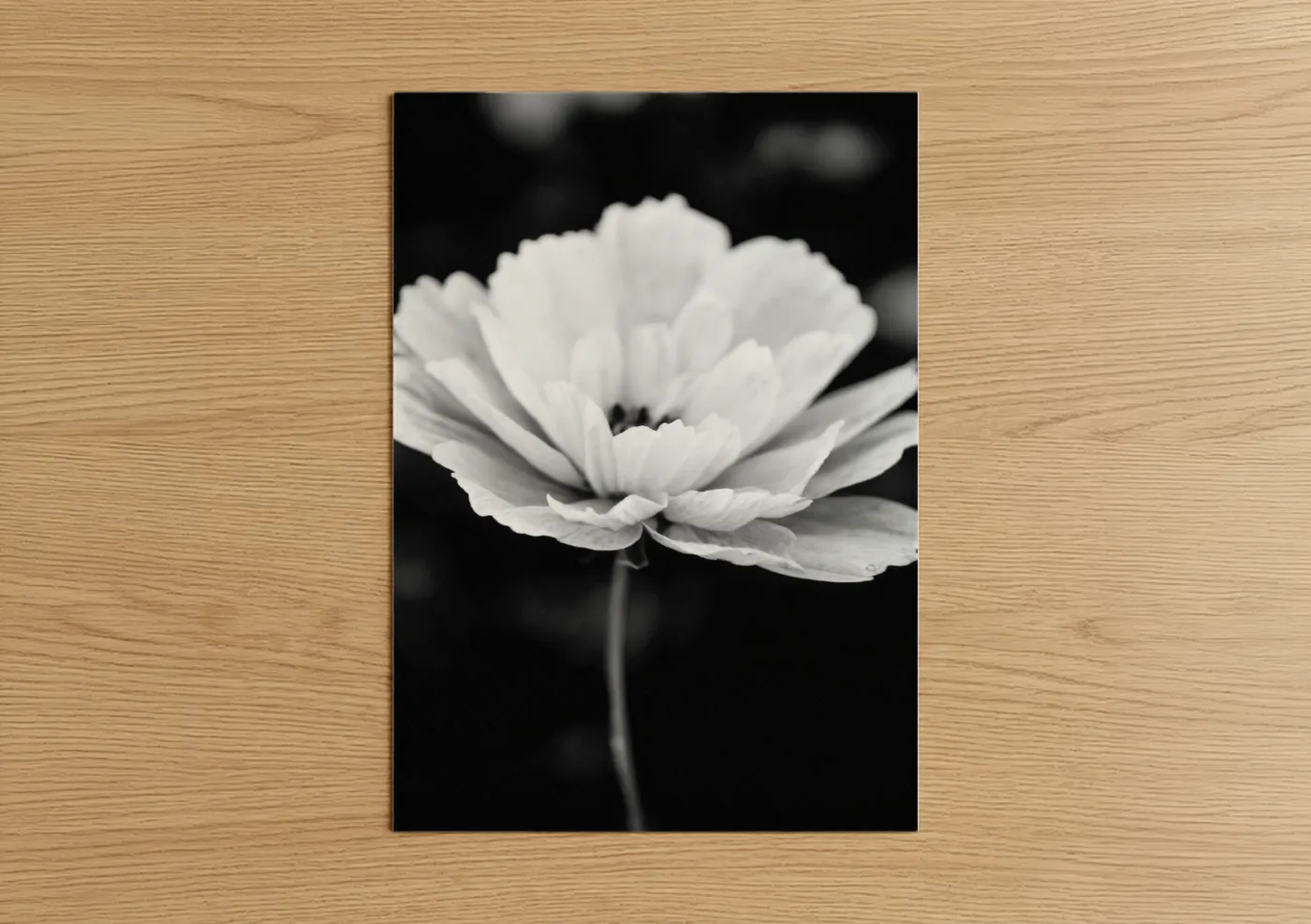 Monochrome Bloom Black White Flower Wall Art
