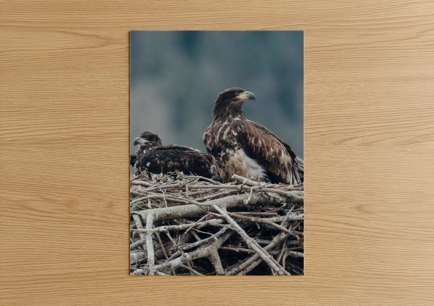 Majestic Eagle Pair Wildlife Photography Wall Art