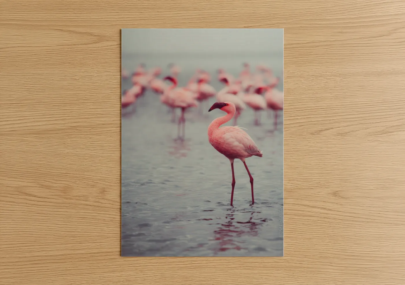 Pink Flamingo Flock Waterside Wall Art