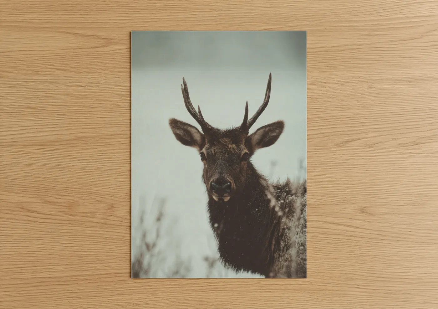 Snowy Elk Portrait Wildlife Photography Wall Art