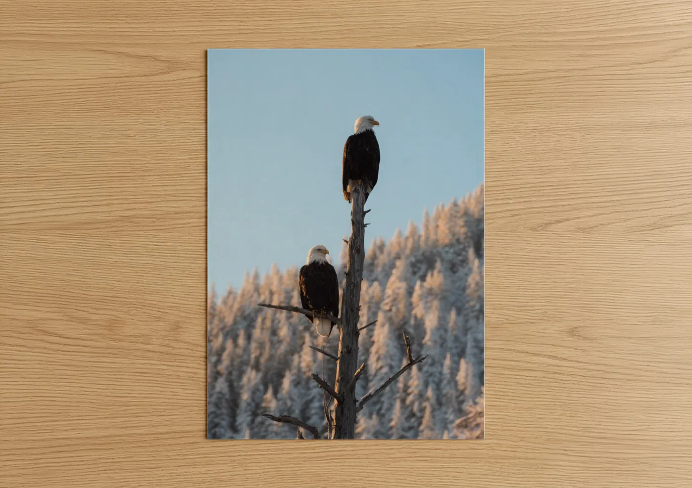Bald Eagles Winter Mountain Photography Wall Art