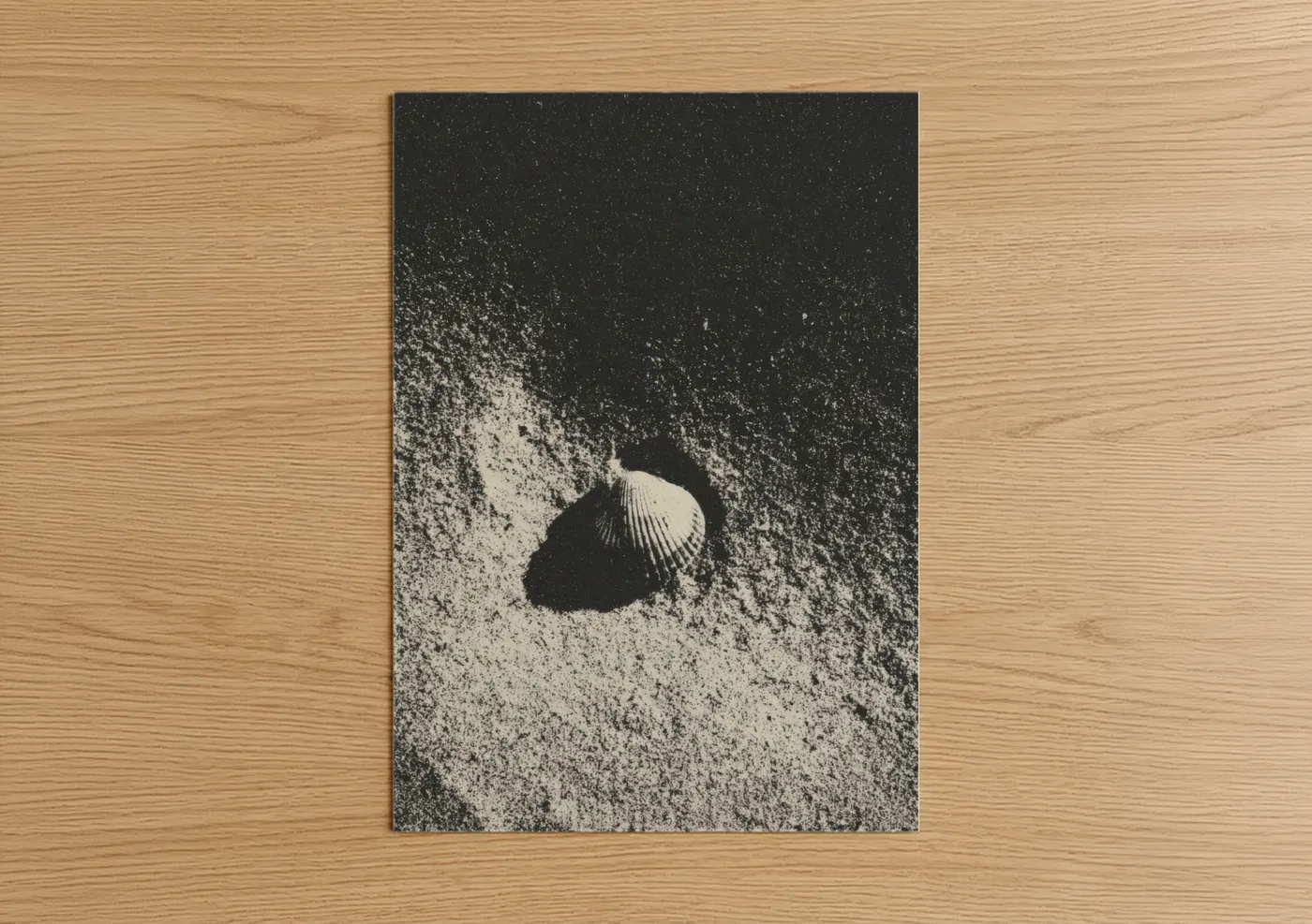 Sandy Seashell Black and White Photography Wall Art