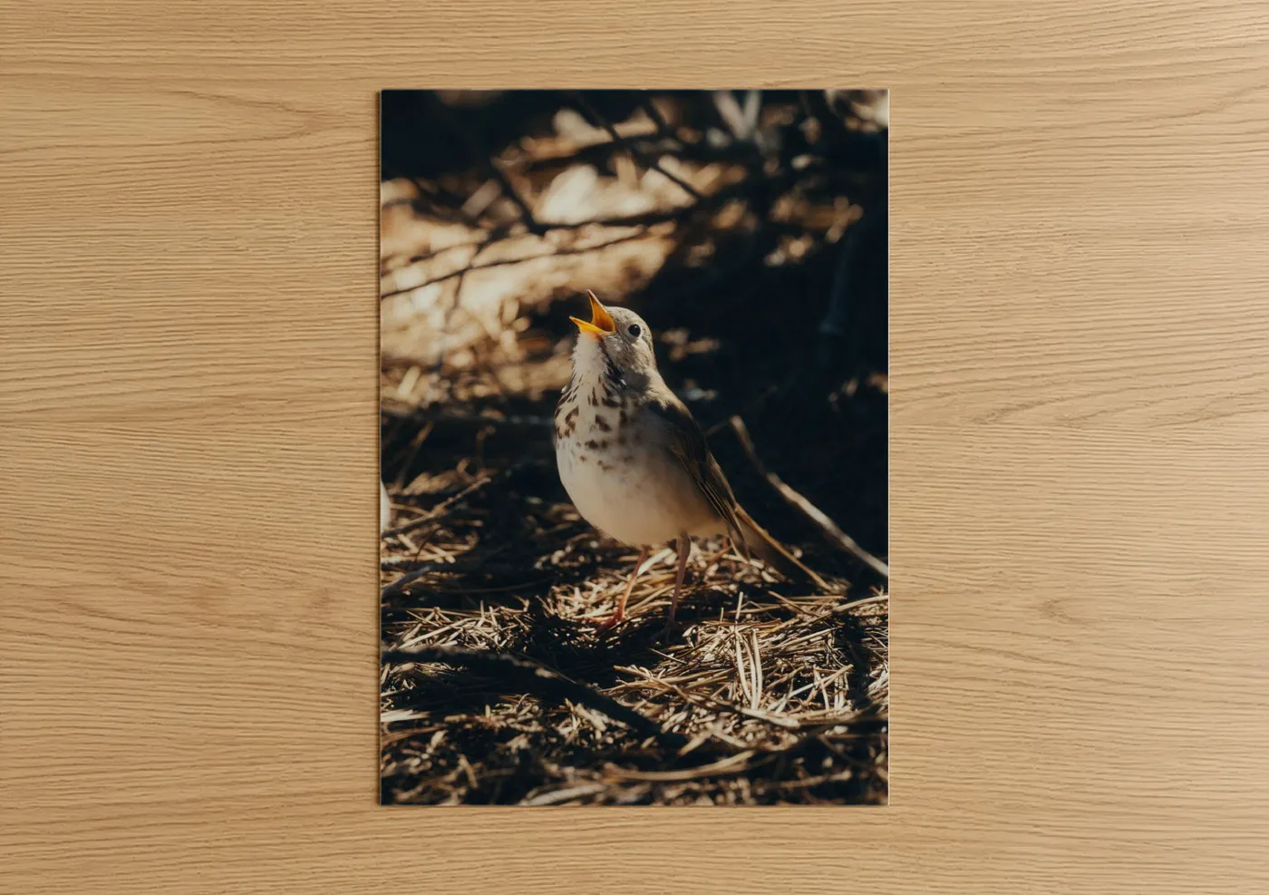 Singing Thrush Wildlife Photography Wall Art