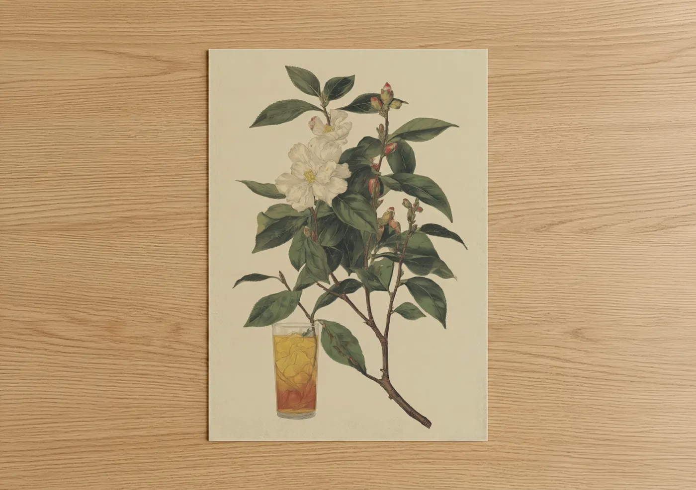 White Camellia Iced Tea Botanical Illustration Wall Art