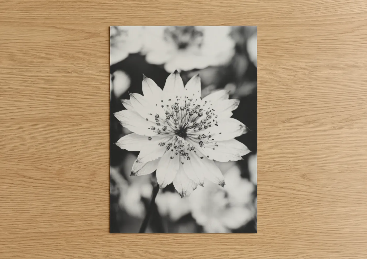 Abstract flower art print on warm oak wood — black and white palette — Monochrome Astilbe poster