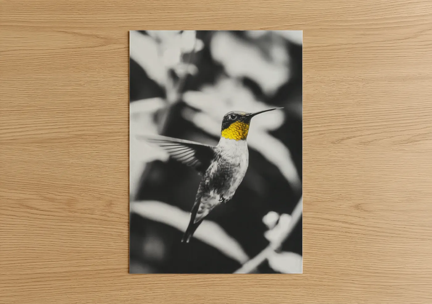 Art print on warm oak wood — black and white and gold palette — Golden Hummingbird poster