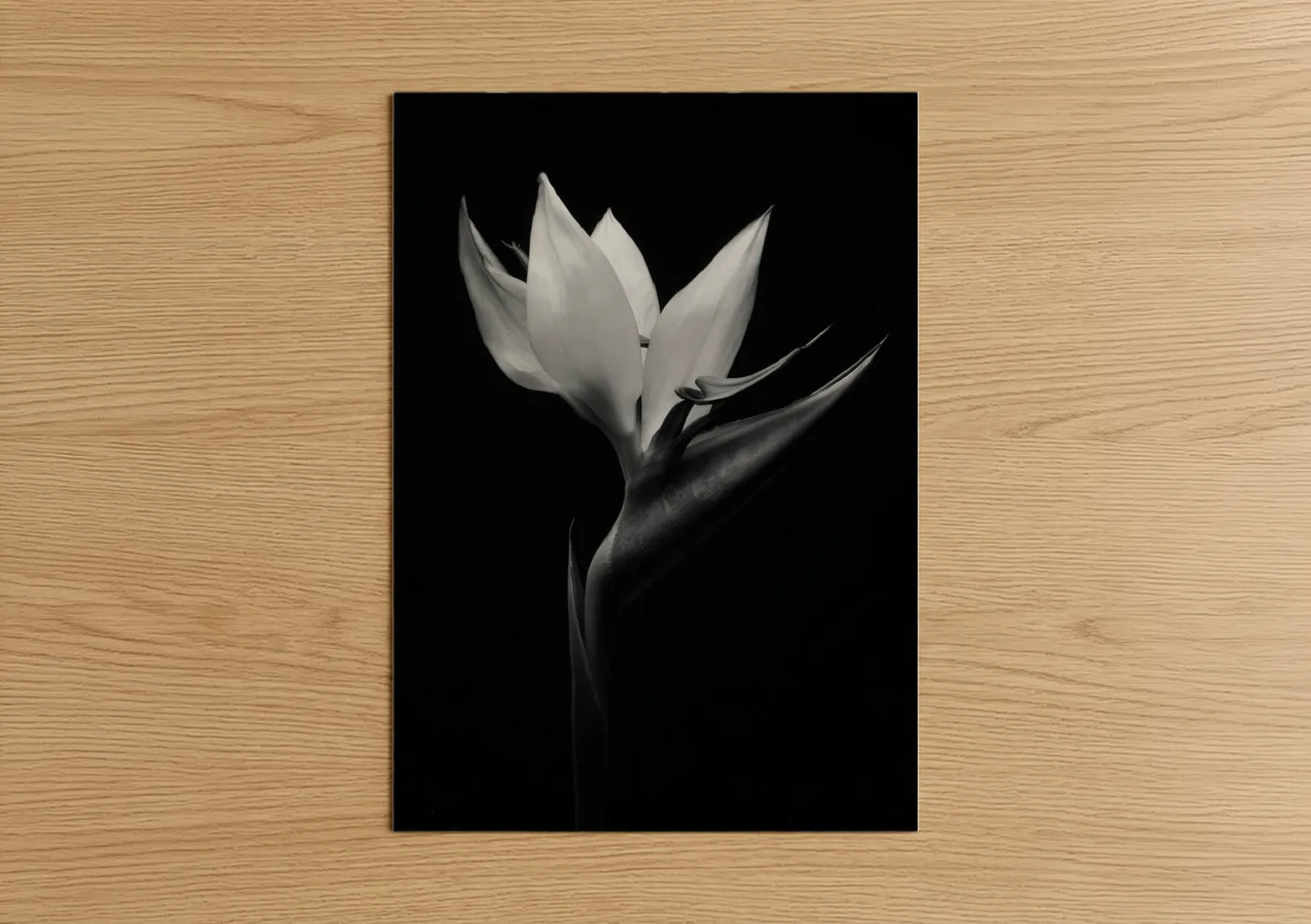 Black and White Birds of Paradise Flower Wall Art