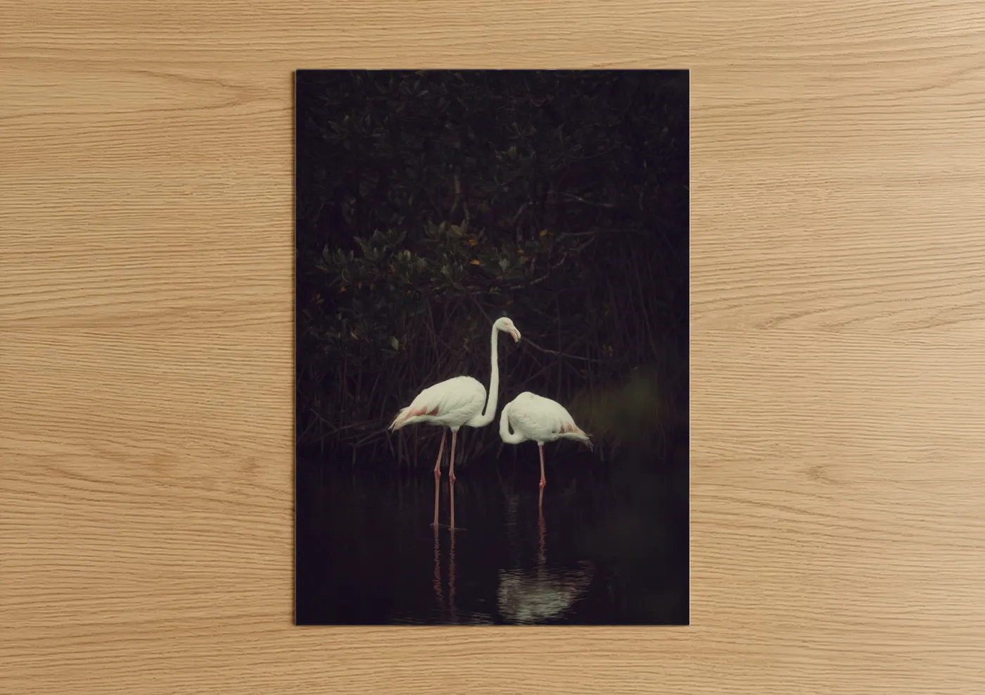 White Flamingos Wetland Photography Wall Art
