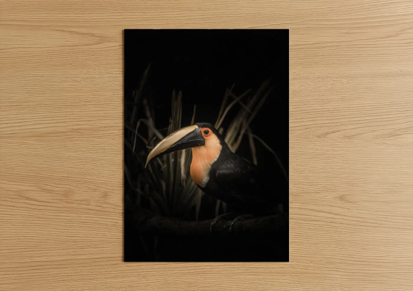 Tropical Toucan Portrait Wildlife Photography Wall Art