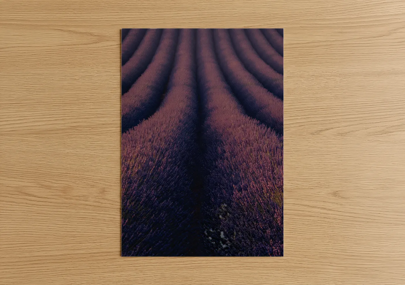 Purple Lavender Field Rows Aerial Wall Art