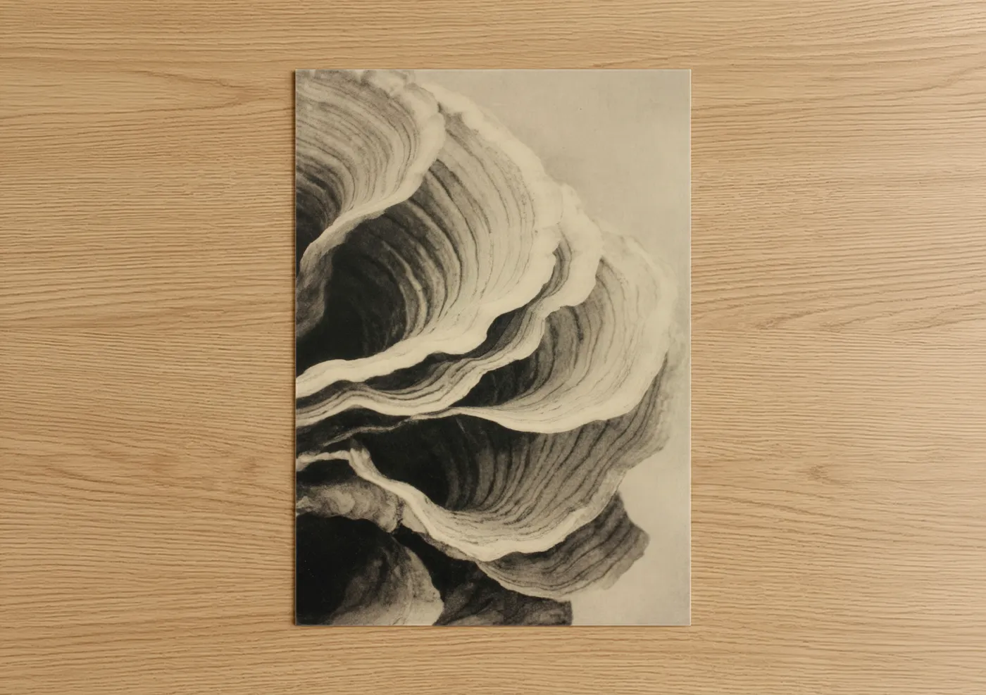 Layered Oyster Shell Monochrome Wall Art