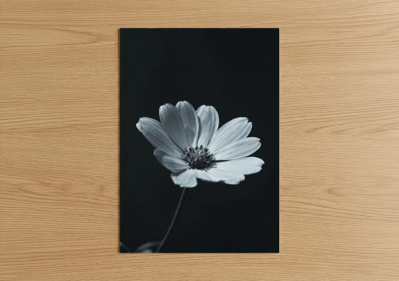Abstract flower art print on warm oak wood — black and white and gray palette — Monochrome Daisy poster