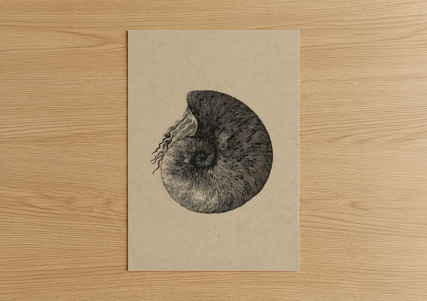Spiral Seashell Vintage Illustration Wall Art