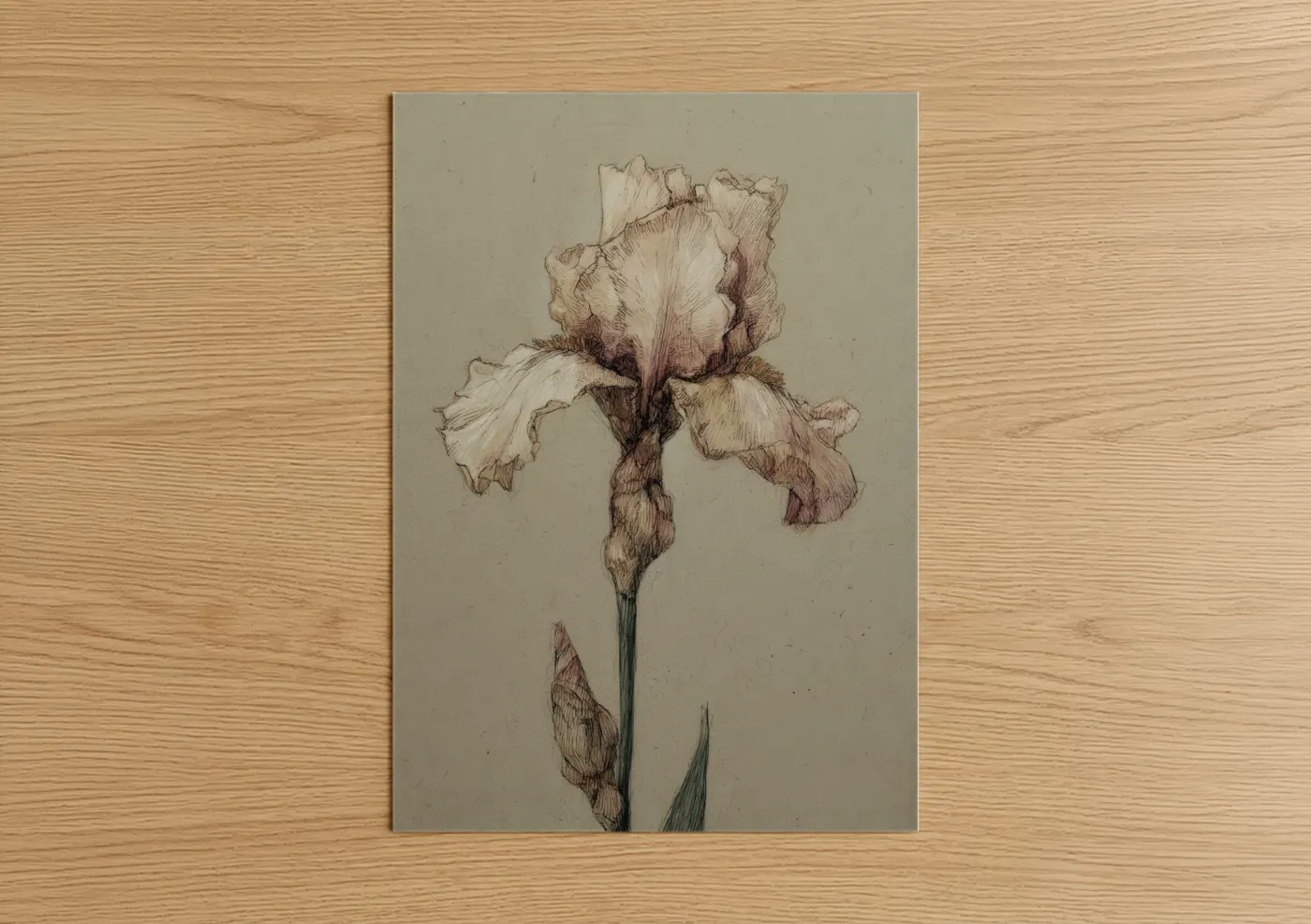 Vintage Iris Study Botanical Drawing Wall Art