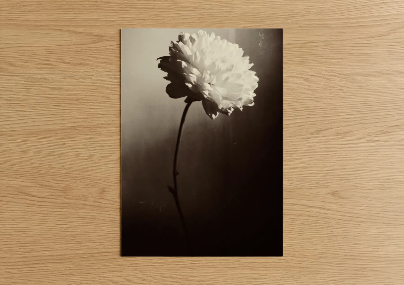 Monochrome Peony Flower Shadow Study Wall Art