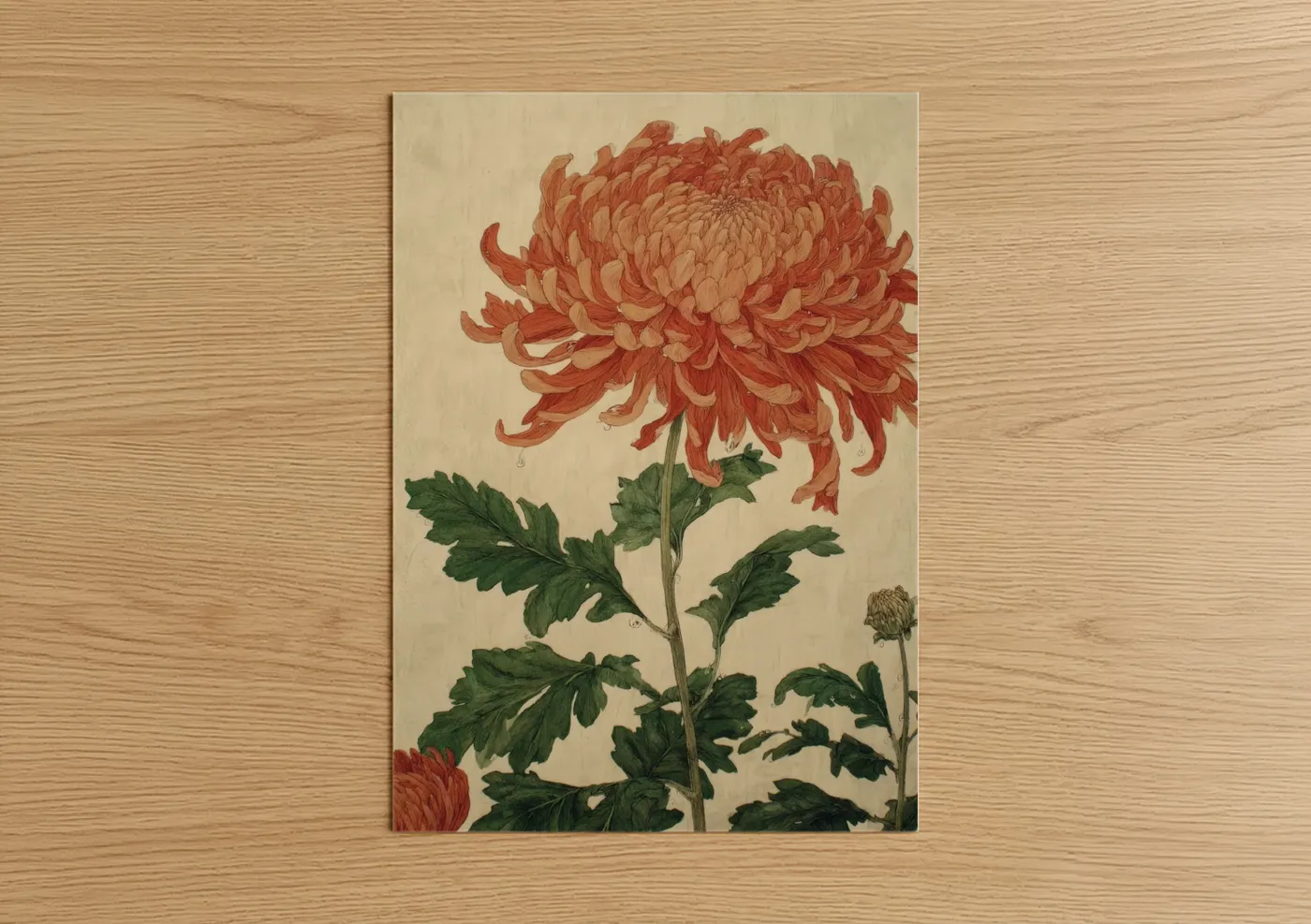 Coral Chrysanthemum Botanical Illustration Wall Art