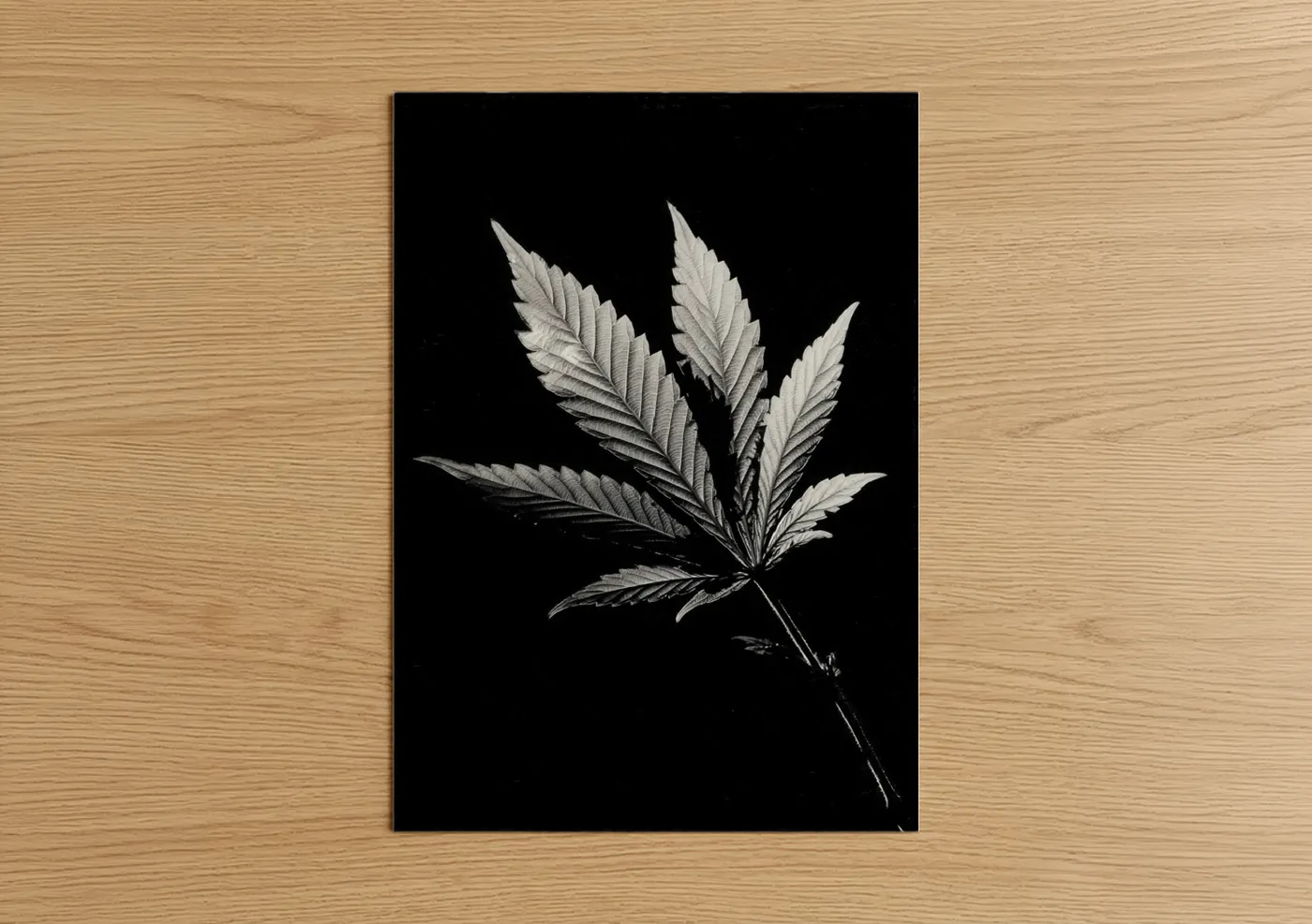Art print on warm oak wood — black and white palette — Botanical Cannabis Study poster