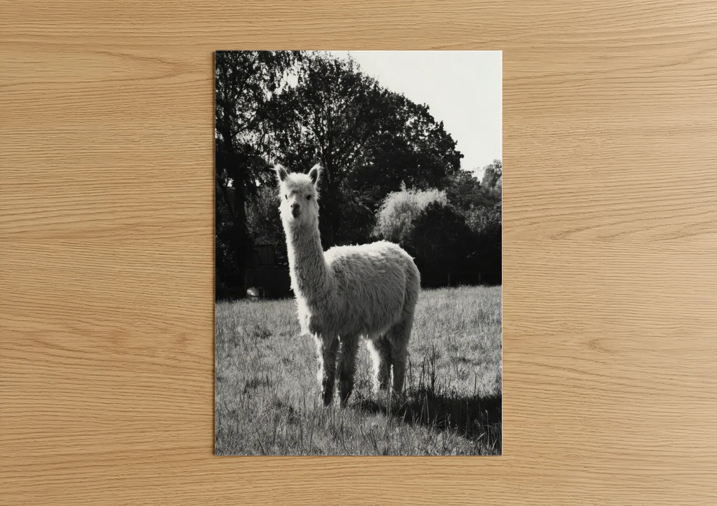 Art print on warm oak wood — black and white palette — Meadow Alpaca poster