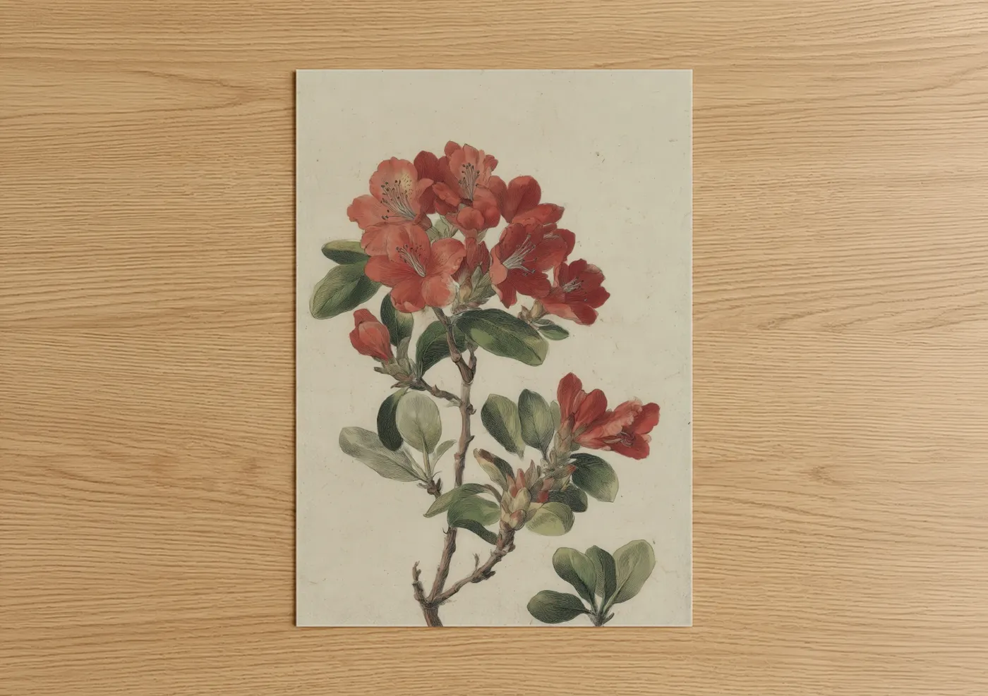 Art print on warm oak wood — salmon pink and dark green palette — Coral Rhododendron poster