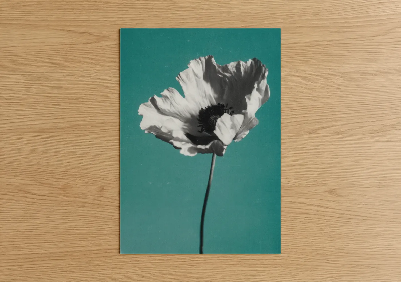 White Anemone Flower Teal Background Wall Art