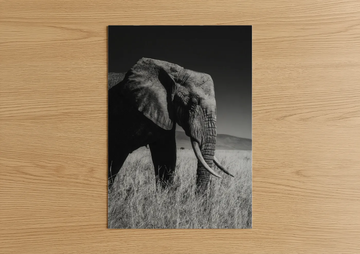 Majestic Savanna Elephant Black White Wall Art
