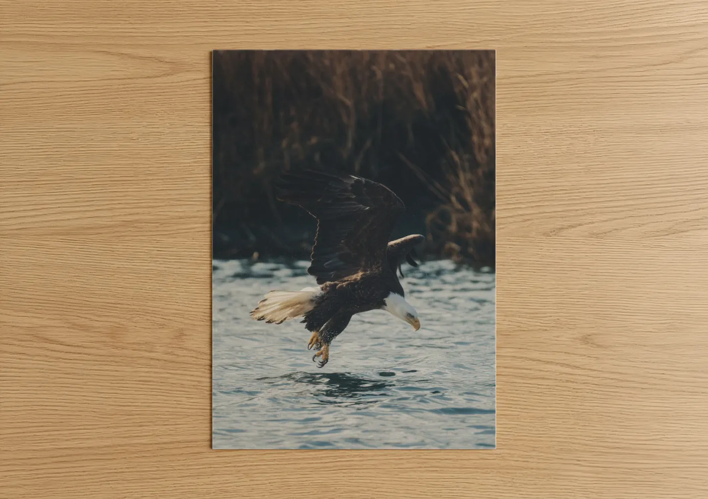 Bald Eagle Hunting Dive Coastal Wall Art