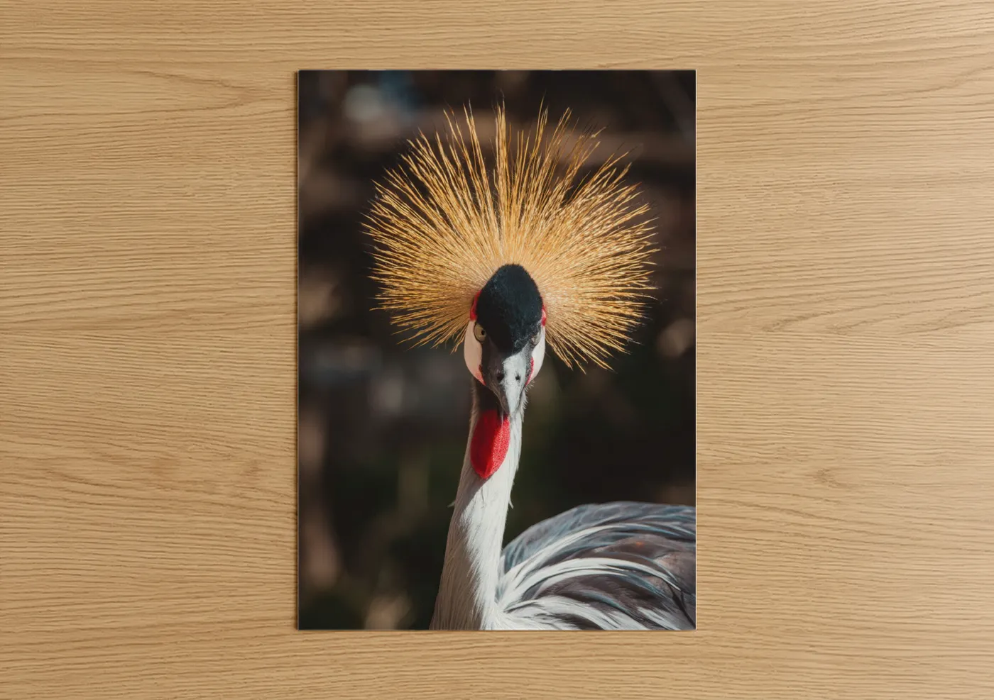 Golden Crowned Crane Wildlife Portrait Wall Art