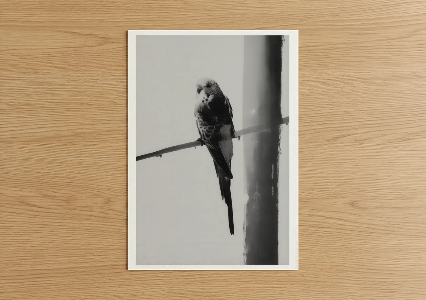 Black and White Parakeet Photography Wall Art