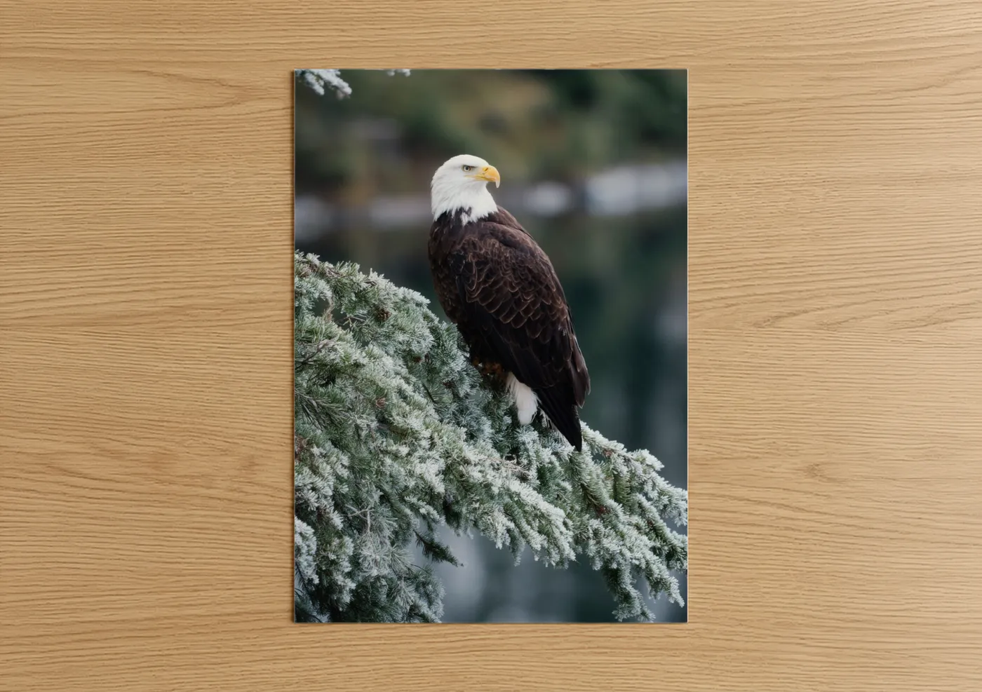 Bald Eagle Winter Frost Perch Wall Art