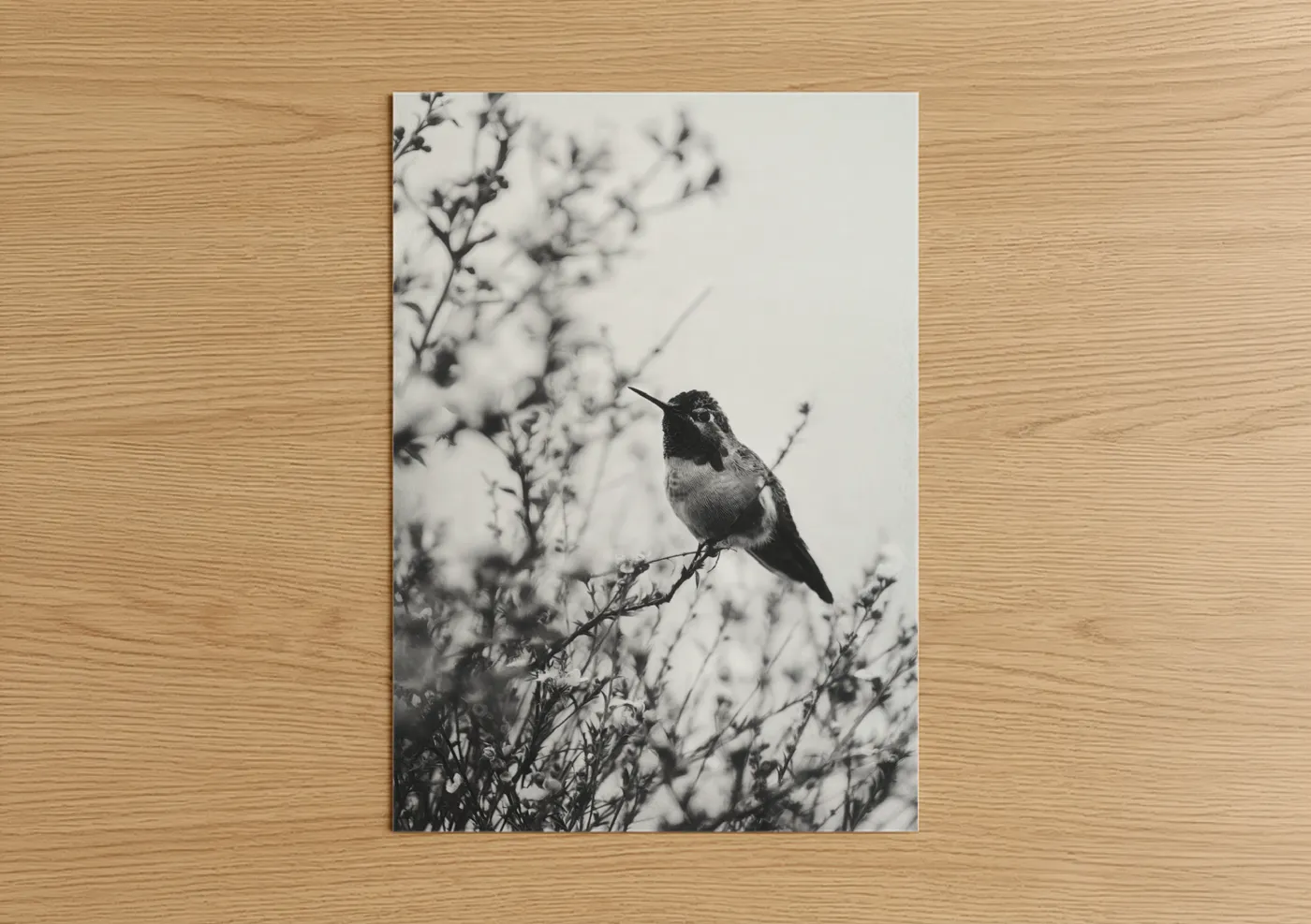 Hummingbird Black and White Nature Wall Art
