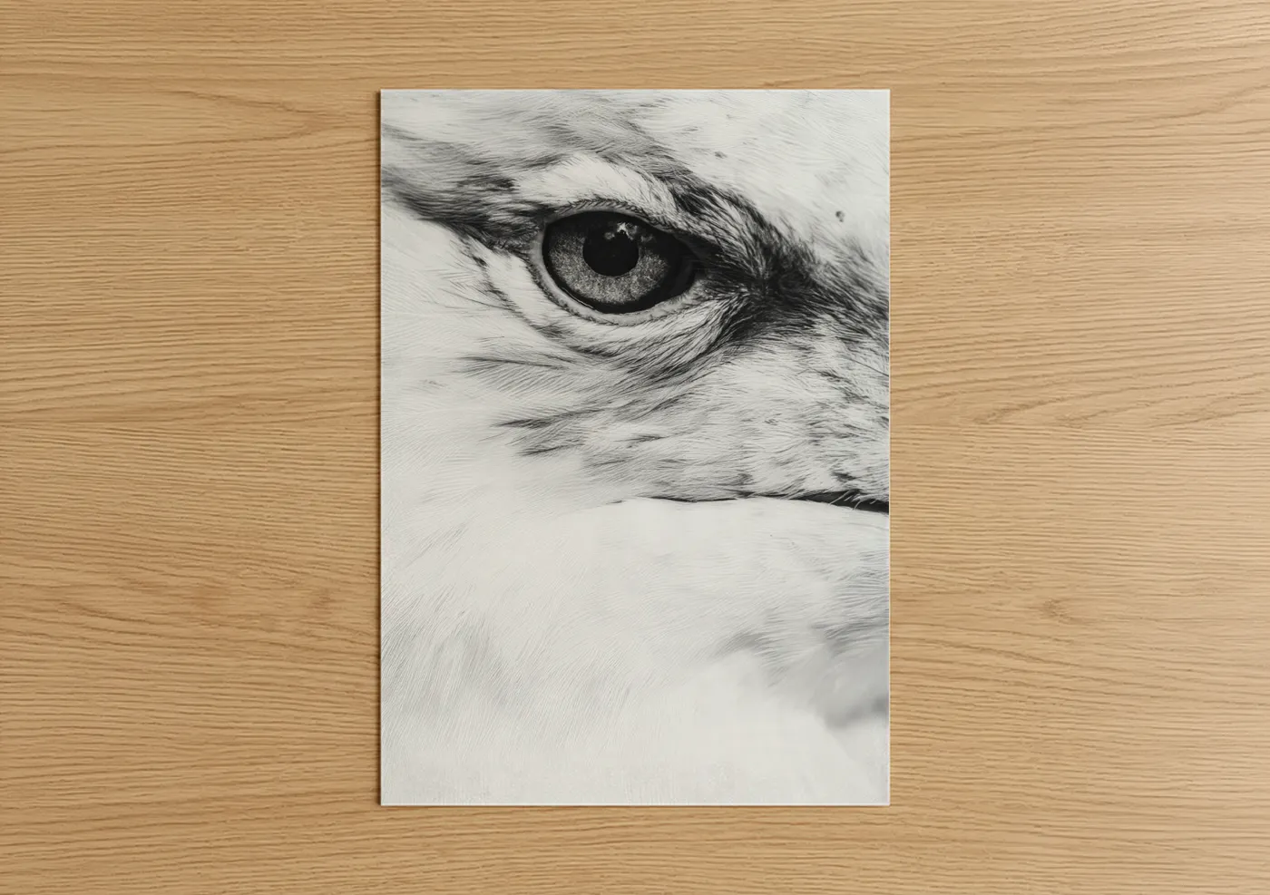 Art print on warm oak wood — black and white palette — Piercing Seagull poster