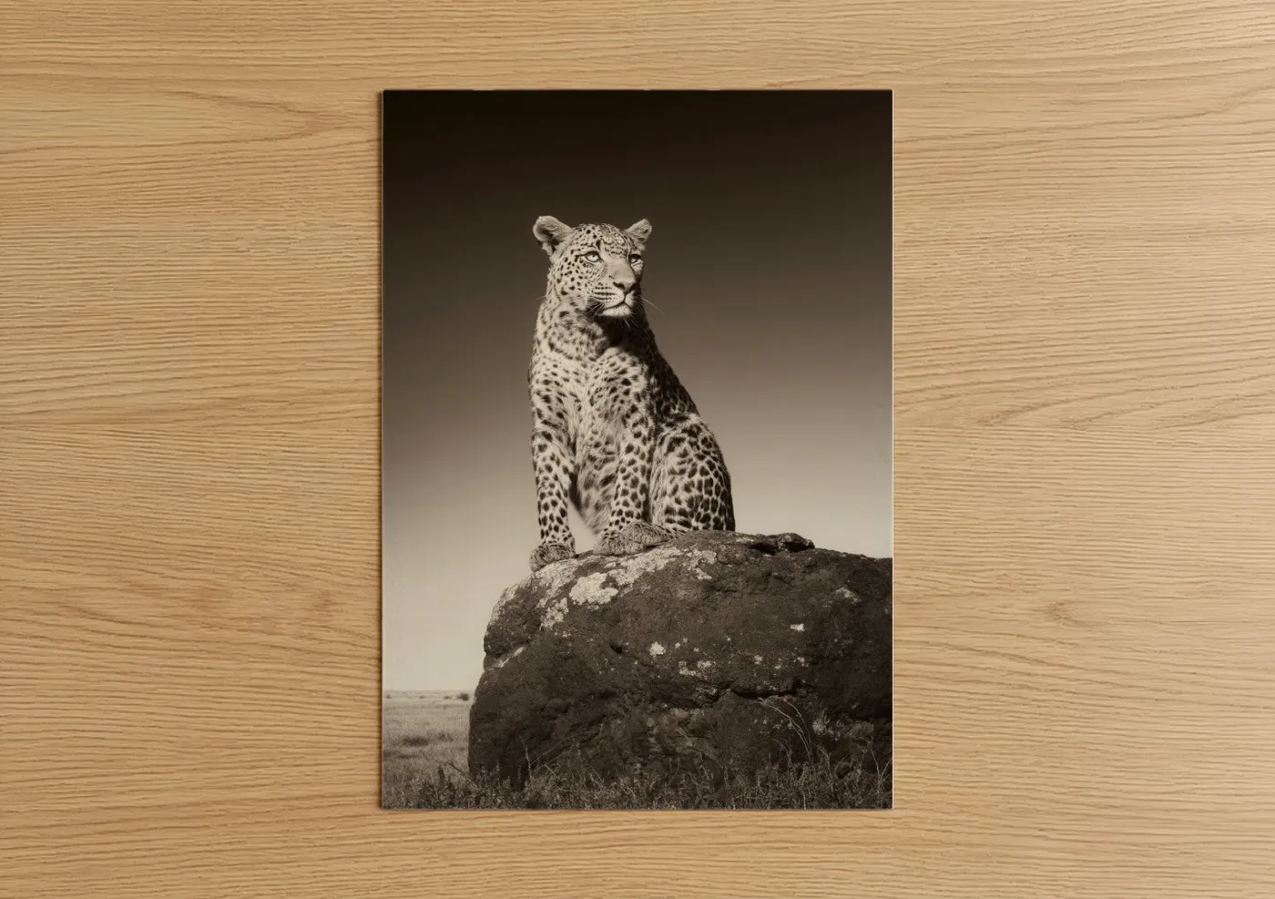 Spotted Leopard on Rock Wildlife Wall Art